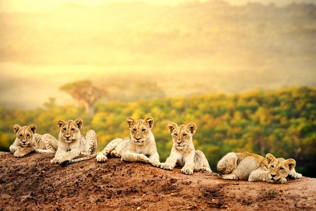 Close up of lion cubs laying together waiting upon mother.